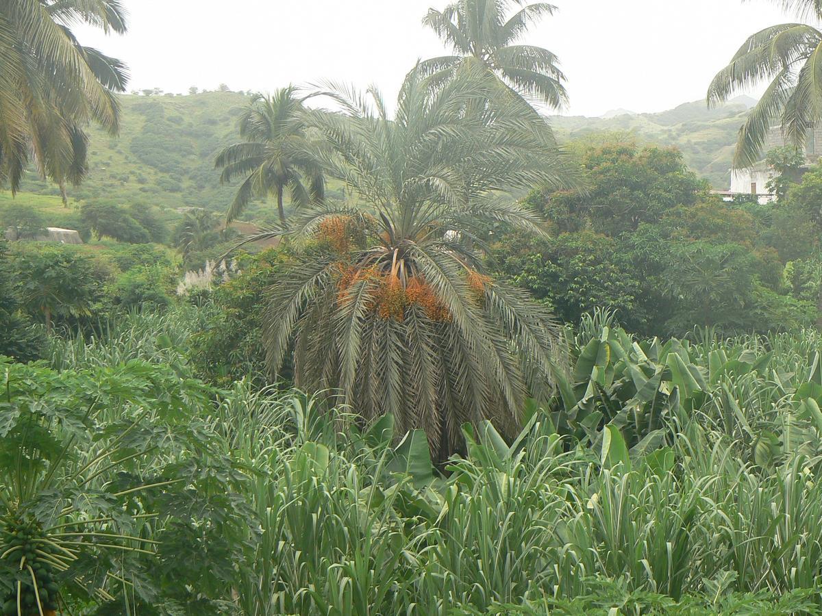 Villa Sao Jose Pedra Badejo  Eksteriør bilde